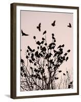 Crows Fly Over a Tree Where Others are Already Camped for the Night at Dusk in Bucharest Romania-null-Framed Premium Photographic Print