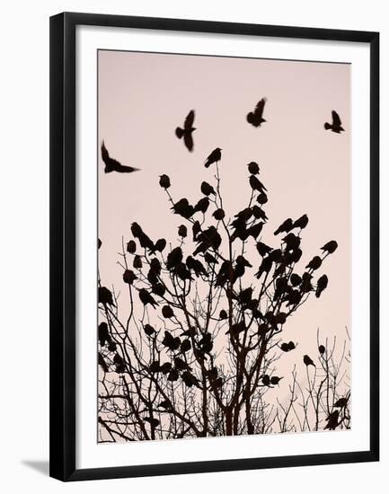 Crows Fly Over a Tree Where Others are Already Camped for the Night at Dusk in Bucharest Romania-null-Framed Premium Photographic Print