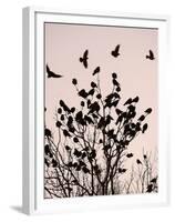 Crows Fly Over a Tree Where Others are Already Camped for the Night at Dusk in Bucharest Romania-null-Framed Premium Photographic Print