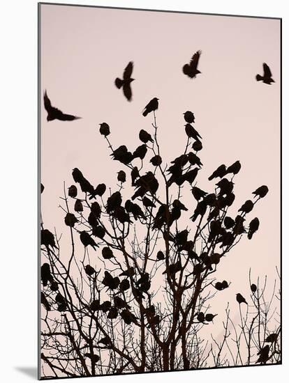 Crows Fly Over a Tree Where Others are Already Camped for the Night at Dusk in Bucharest Romania-null-Mounted Premium Photographic Print