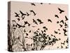 Crows Fly Over a Tree Where Others are Already Camped for the Night at Dusk in Bucharest Romania-null-Stretched Canvas