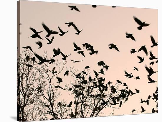 Crows Fly Over a Tree Where Others are Already Camped for the Night at Dusk in Bucharest Romania-null-Stretched Canvas