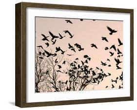 Crows Fly Over a Tree Where Others are Already Camped for the Night at Dusk in Bucharest Romania-null-Framed Premium Photographic Print