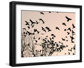 Crows Fly Over a Tree Where Others are Already Camped for the Night at Dusk in Bucharest Romania-null-Framed Premium Photographic Print