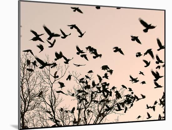 Crows Fly Over a Tree Where Others are Already Camped for the Night at Dusk in Bucharest Romania-null-Mounted Premium Photographic Print