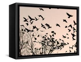 Crows Fly Over a Tree Where Others are Already Camped for the Night at Dusk in Bucharest Romania-null-Framed Stretched Canvas