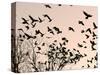 Crows Fly Over a Tree Where Others are Already Camped for the Night at Dusk in Bucharest Romania-null-Stretched Canvas