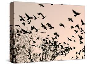 Crows Fly Over a Tree Where Others are Already Camped for the Night at Dusk in Bucharest Romania-null-Stretched Canvas