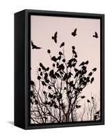 Crows Fly Over a Tree Where Others are Already Camped for the Night at Dusk in Bucharest Romania-null-Framed Stretched Canvas