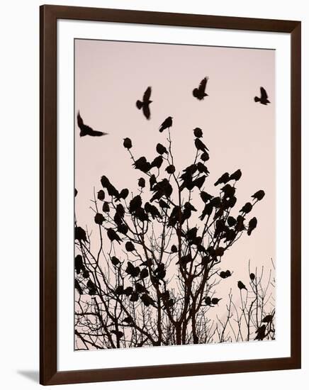 Crows Fly Over a Tree Where Others are Already Camped for the Night at Dusk in Bucharest Romania-null-Framed Photographic Print