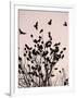 Crows Fly Over a Tree Where Others are Already Camped for the Night at Dusk in Bucharest Romania-null-Framed Photographic Print