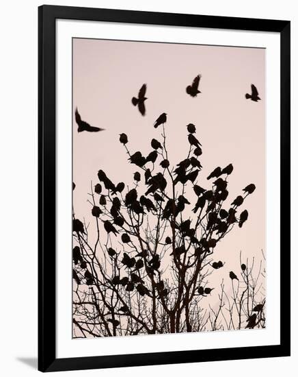 Crows Fly Over a Tree Where Others are Already Camped for the Night at Dusk in Bucharest Romania-null-Framed Photographic Print