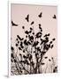 Crows Fly Over a Tree Where Others are Already Camped for the Night at Dusk in Bucharest Romania-null-Framed Photographic Print