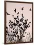 Crows Fly Over a Tree Where Others are Already Camped for the Night at Dusk in Bucharest Romania-null-Framed Photographic Print