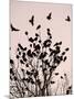 Crows Fly Over a Tree Where Others are Already Camped for the Night at Dusk in Bucharest Romania-null-Mounted Photographic Print