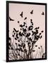 Crows Fly Over a Tree Where Others are Already Camped for the Night at Dusk in Bucharest Romania-null-Framed Photographic Print