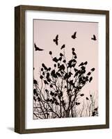 Crows Fly Over a Tree Where Others are Already Camped for the Night at Dusk in Bucharest Romania-null-Framed Photographic Print
