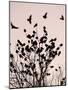 Crows Fly Over a Tree Where Others are Already Camped for the Night at Dusk in Bucharest Romania-null-Mounted Photographic Print