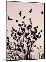 Crows Fly Over a Tree Where Others are Already Camped for the Night at Dusk in Bucharest Romania-null-Mounted Photographic Print