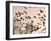 Crows Fly Over a Tree Where Others are Already Camped for the Night at Dusk in Bucharest Romania-null-Framed Photographic Print