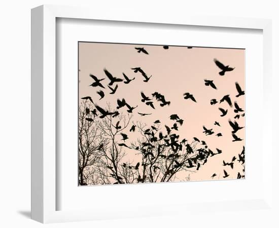 Crows Fly Over a Tree Where Others are Already Camped for the Night at Dusk in Bucharest Romania-null-Framed Photographic Print