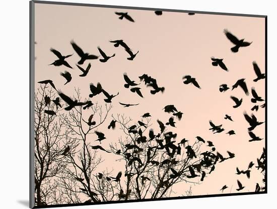 Crows Fly Over a Tree Where Others are Already Camped for the Night at Dusk in Bucharest Romania-null-Mounted Photographic Print