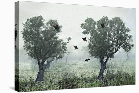 Crows in the Mist-S. Amer-Stretched Canvas