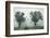 Crows in the Mist-S. Amer-Framed Photographic Print