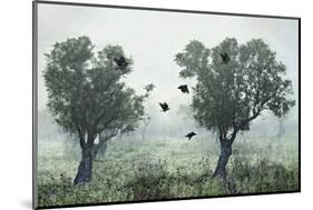 Crows in the Mist-S. Amer-Mounted Photographic Print