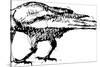 Crows Vector Pen Drawing.-Gepard-Stretched Canvas