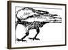 Crows Vector Pen Drawing.-Gepard-Framed Art Print