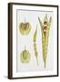 Crucifers-null-Framed Giclee Print