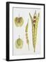 Crucifers-null-Framed Giclee Print