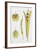 Crucifers-null-Framed Giclee Print