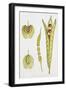 Crucifers-null-Framed Giclee Print