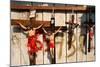 Crucifixes for Sale-Danny Lehman-Mounted Photographic Print