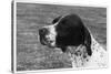 Crufts, 1958, Pointer-null-Stretched Canvas