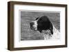 Crufts, 1958, Pointer-null-Framed Photographic Print