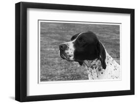 Crufts, 1958, Pointer-null-Framed Photographic Print