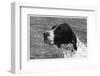 Crufts, 1958, Pointer-null-Framed Photographic Print