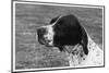 Crufts, 1958, Pointer-null-Mounted Photographic Print