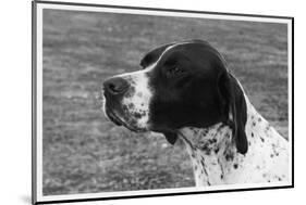 Crufts, 1958, Pointer-null-Mounted Photographic Print