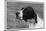 Crufts, 1958, Pointer-null-Mounted Photographic Print