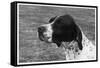 Crufts, 1958, Pointer-null-Framed Stretched Canvas