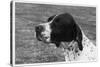 Crufts, 1958, Pointer-null-Stretched Canvas
