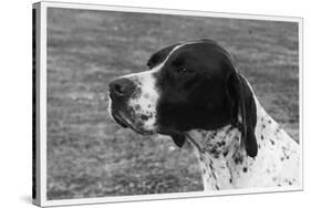 Crufts, 1958, Pointer-null-Stretched Canvas