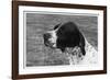 Crufts, 1958, Pointer-null-Framed Photographic Print