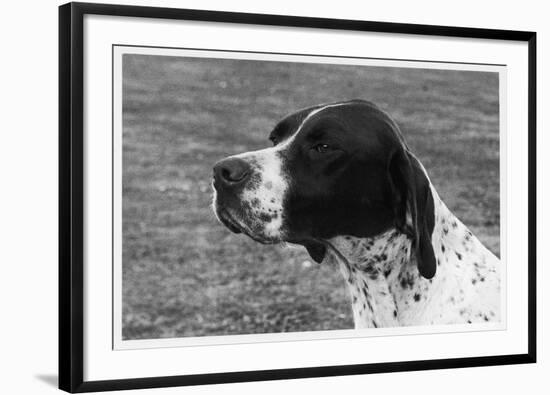 Crufts, 1958, Pointer-null-Framed Photographic Print