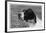 Crufts, 1958, Pointer-null-Framed Photographic Print