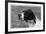 Crufts, 1958, Pointer-null-Framed Photographic Print